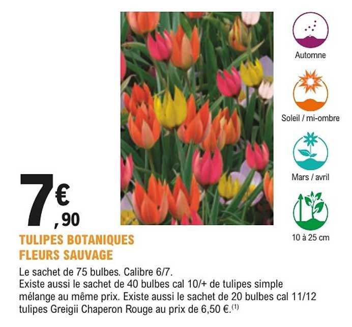 TULIPES BOTANIQUES FLEURS SAUVAGE