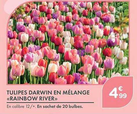 TULIPES DARWIN EN MÉLANGE «RAINBOW RIVER»