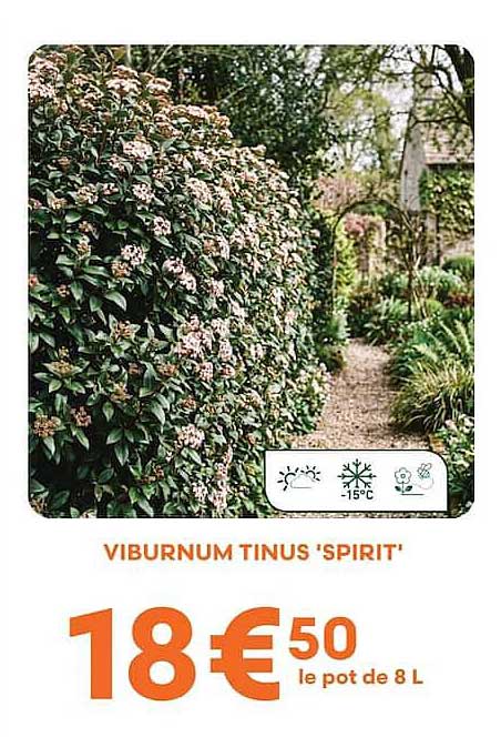 VIBURNUM TINUS 'SPIRIT'