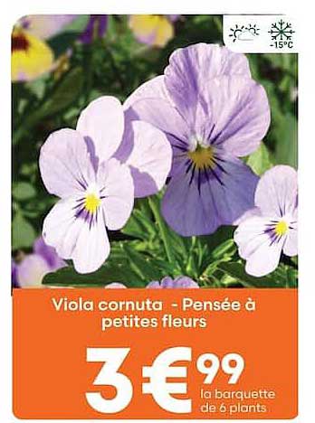 Viola cornuta - Pensée à petites fleurs