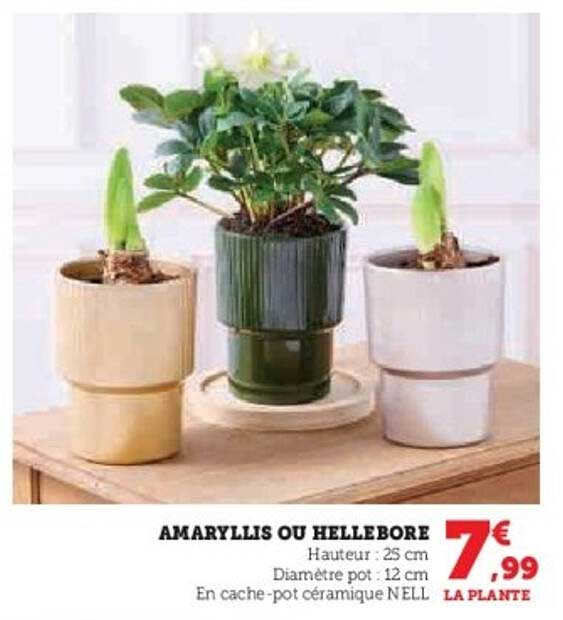 AMARYLLIS OU HELLEBORE