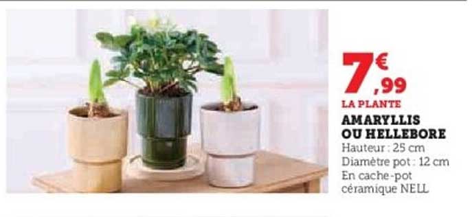 AMARYLLIS OU HELLEBORE