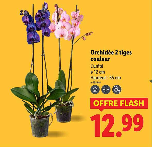 Orchidée 2 tiges couleur