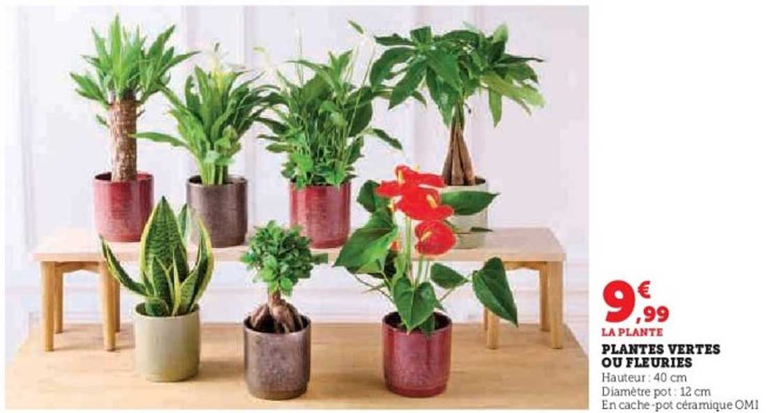 PLANTES VERTES OU FLEURIES