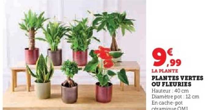 PLANTES VERTES OU FLEURIES