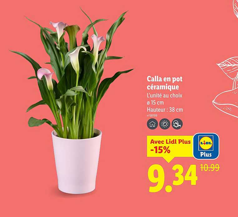 Calla en pot céramique