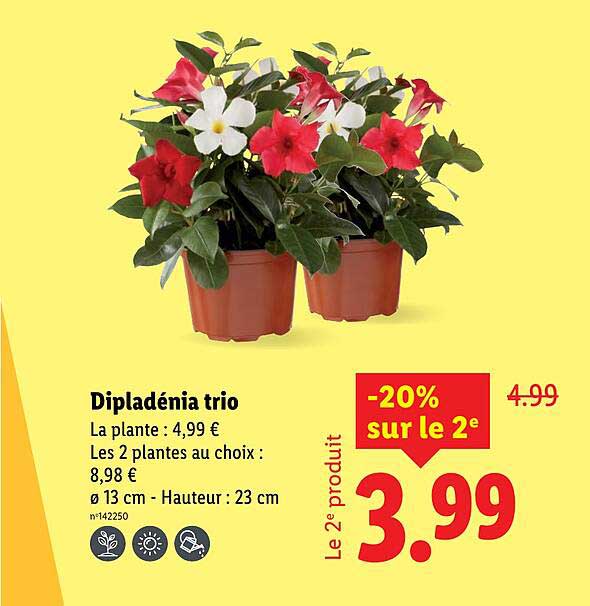 Dipladénia trio