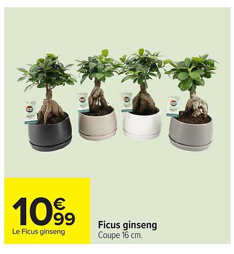 Ficus ginseng