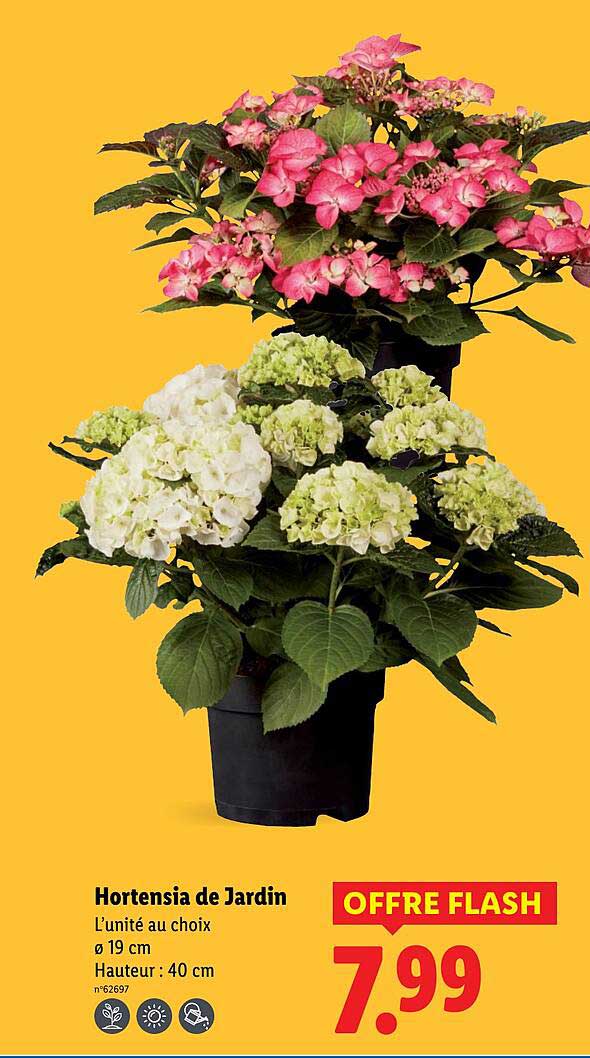 Hortensia de Jardin