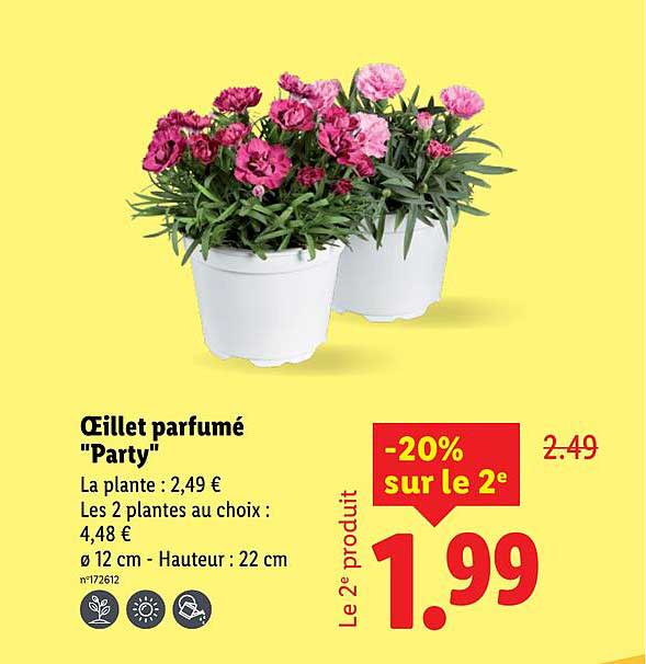 Œillet parfumé "Party"
