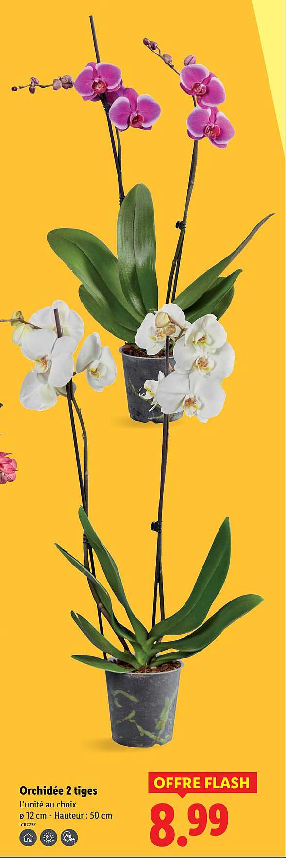 Orchidée 2 tiges