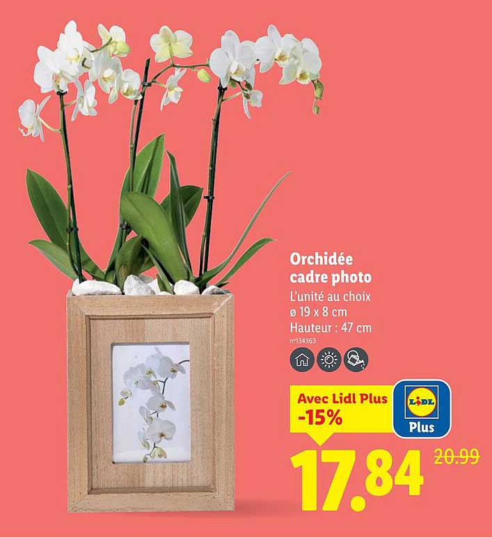 Orchidée cadre photo