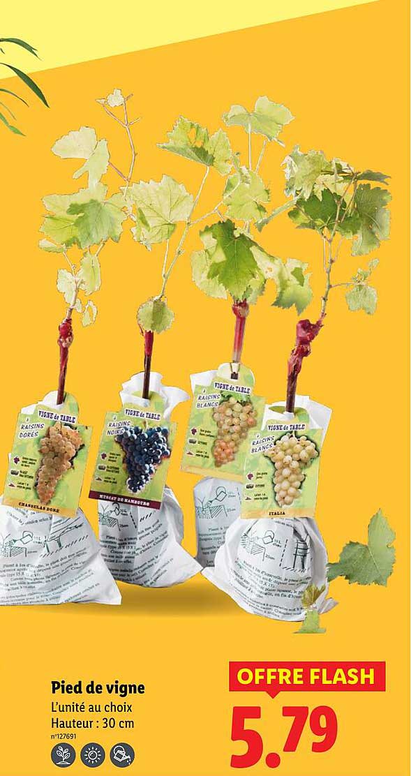 Pied de vigne