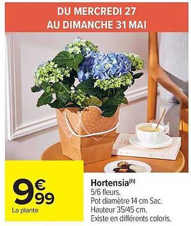 Hortensia(h) 5/6 fleurs. Pot diamètre 14 cm Sac. Hauteur 35/45 cm. Existe en différents coloris.