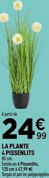 LA PLANTE 4 PISSENLITS