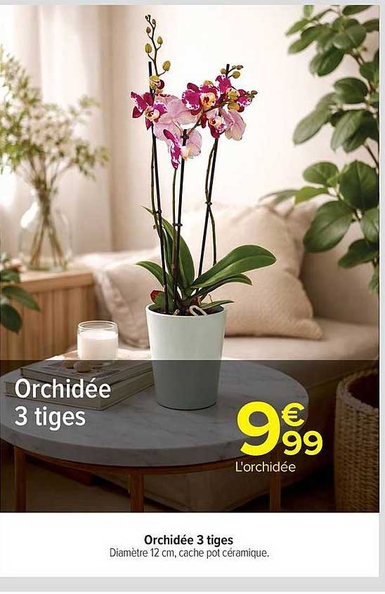 Orchidée 3 tiges