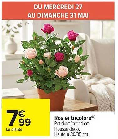 Rosier tricolore(h)
