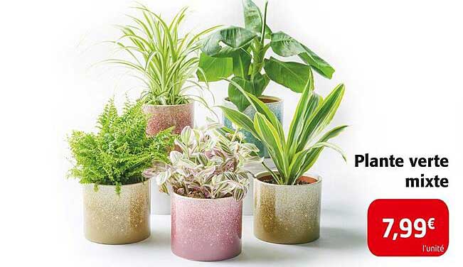Plante verte mixte