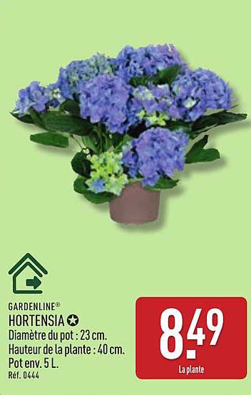 HORTENSIA