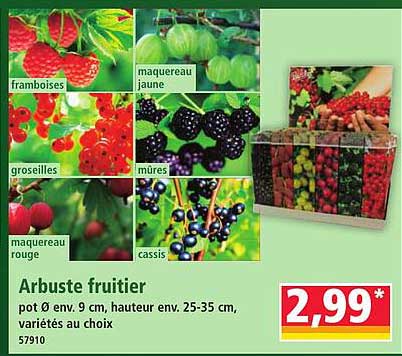 Arbuste fruitier