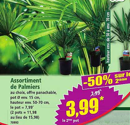 Assortiment de Palmiers