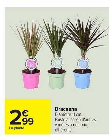 Dracaena