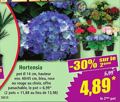 Hortensia