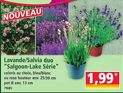 Lavande/Salvia duo "Salgoon-Lake Série"