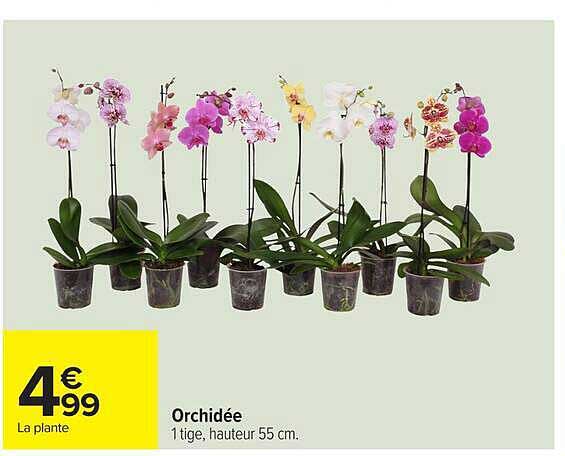 Orchidée 1 tige, hauteur 55 cm.