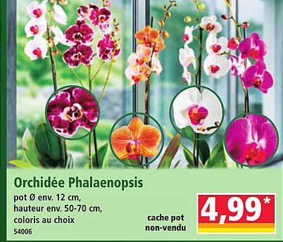 Orchidée Phalaenopsis