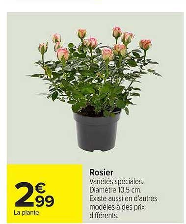 Rosier