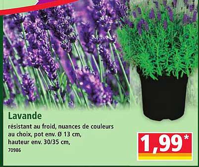 Lavande