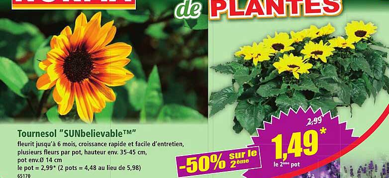 Tournesol "SUNbelievable™"