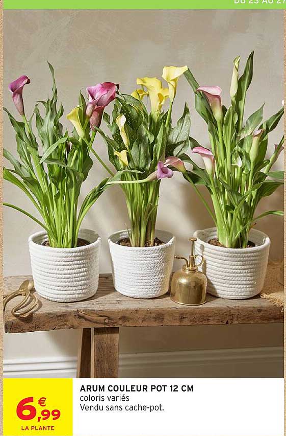 ARUM COULEUR POT 12 CM