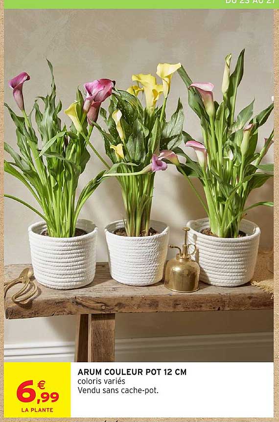 ARUM COULEUR POT 12 CM