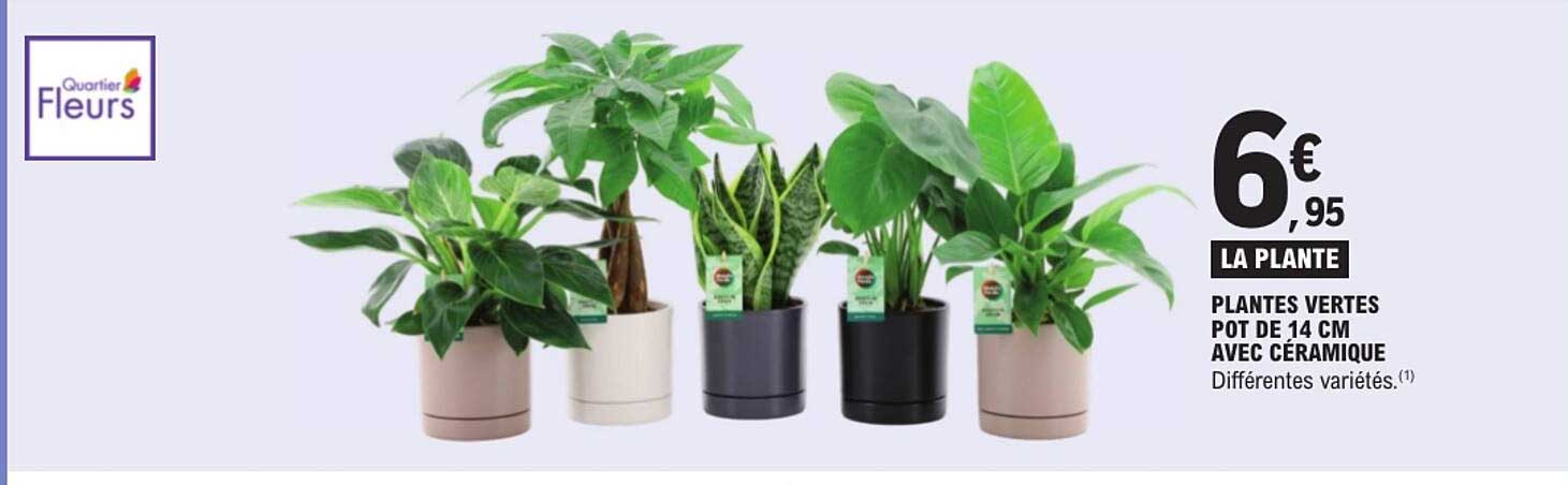 LA PLANTE PLANTES VERTES POT DE 14 CM AVEC CERAMIQUE
