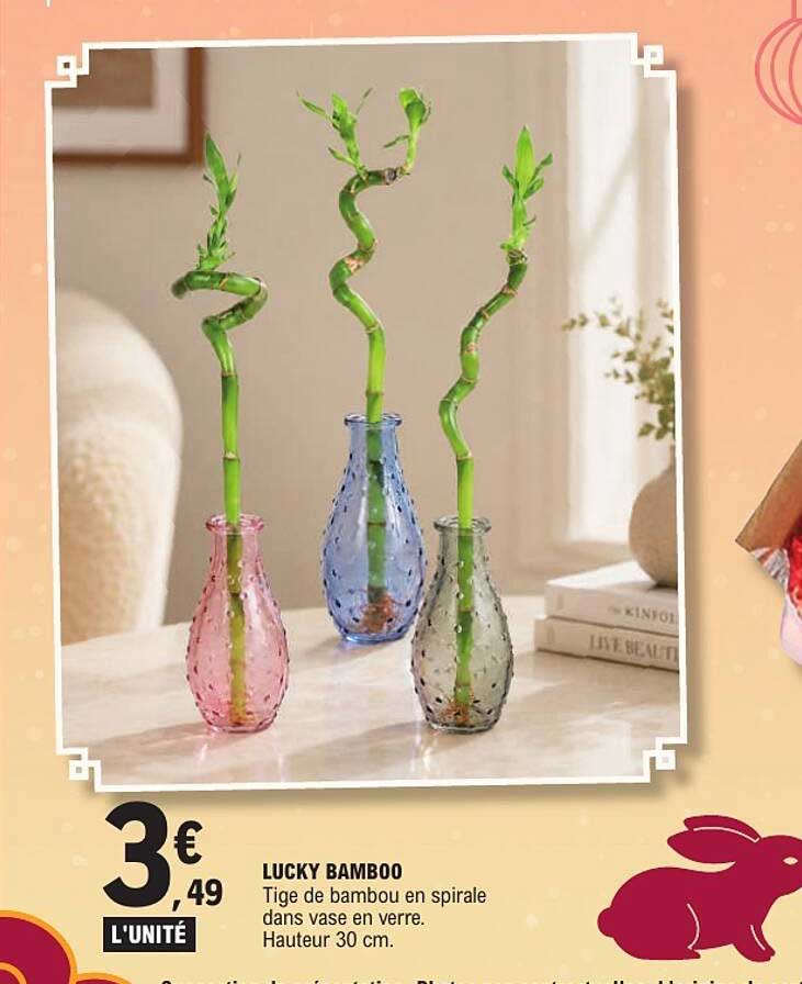 LUCKY BAMBOO