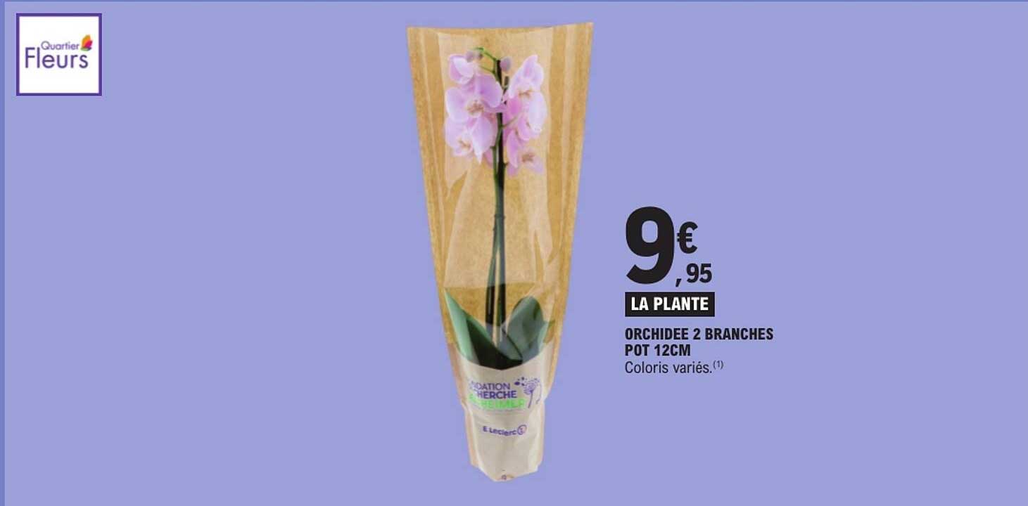 ORCHIDEE 2 BRANCHES POT 12CM