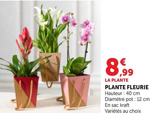 PLANTE FLEURIE
