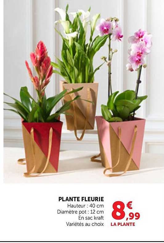 PLANTE FLEURIE