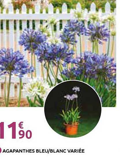 AGAPANTHES BLEU/BLANC VARIÉE