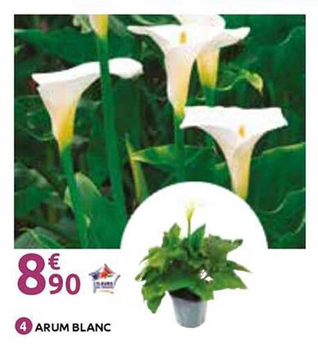 ARUM BLANC