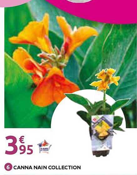 CANNA NAIN COLLECTION