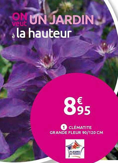 Clématite grande fleur 90/120 cm