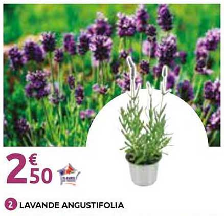 Lavande angustifolia