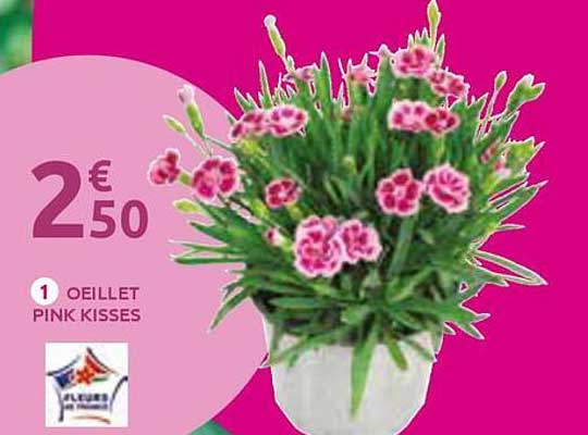 Oeillet Pink Kisses