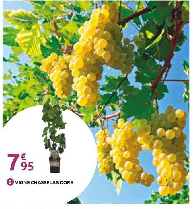 VIGNE CHASSSELAS DORÉ