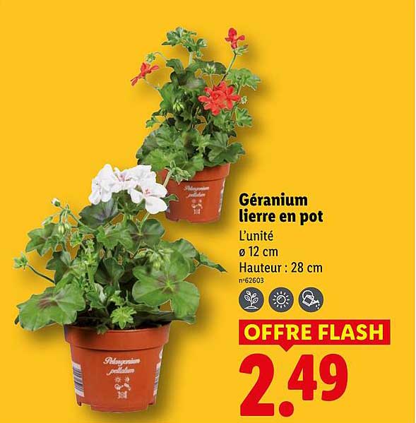 Prix Geranium Lidl