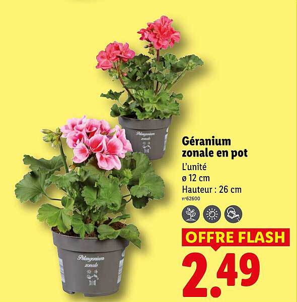 Prix Geranium Lidl