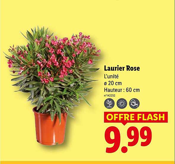 Laurier Rose Lidl